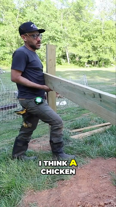 Why a Chicken Coop is Your Best DIY Project