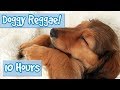 Reggae Music for Dogs and Puppies! Relax and Calm Your Dog with this Soothing sounds for anxiety