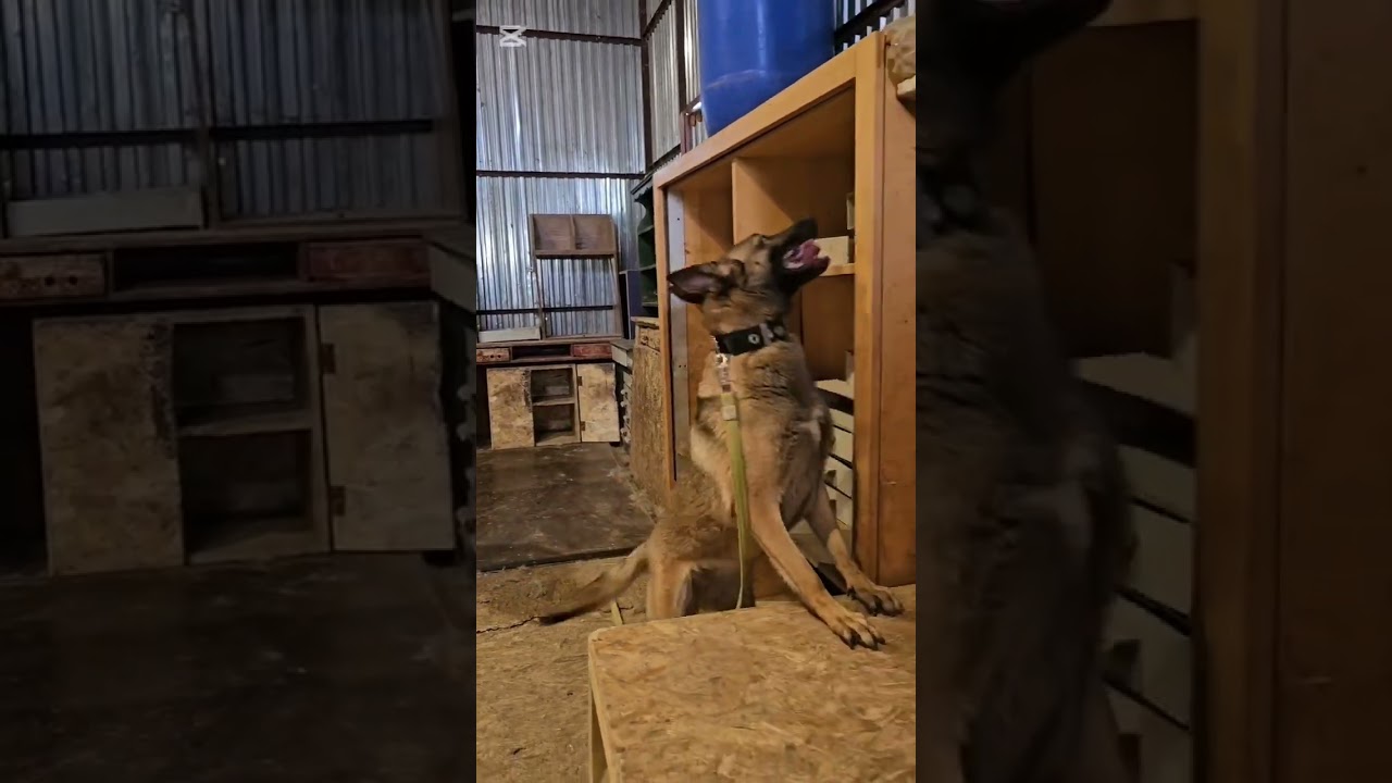 High drive single purpose from Hungary🇭🇺