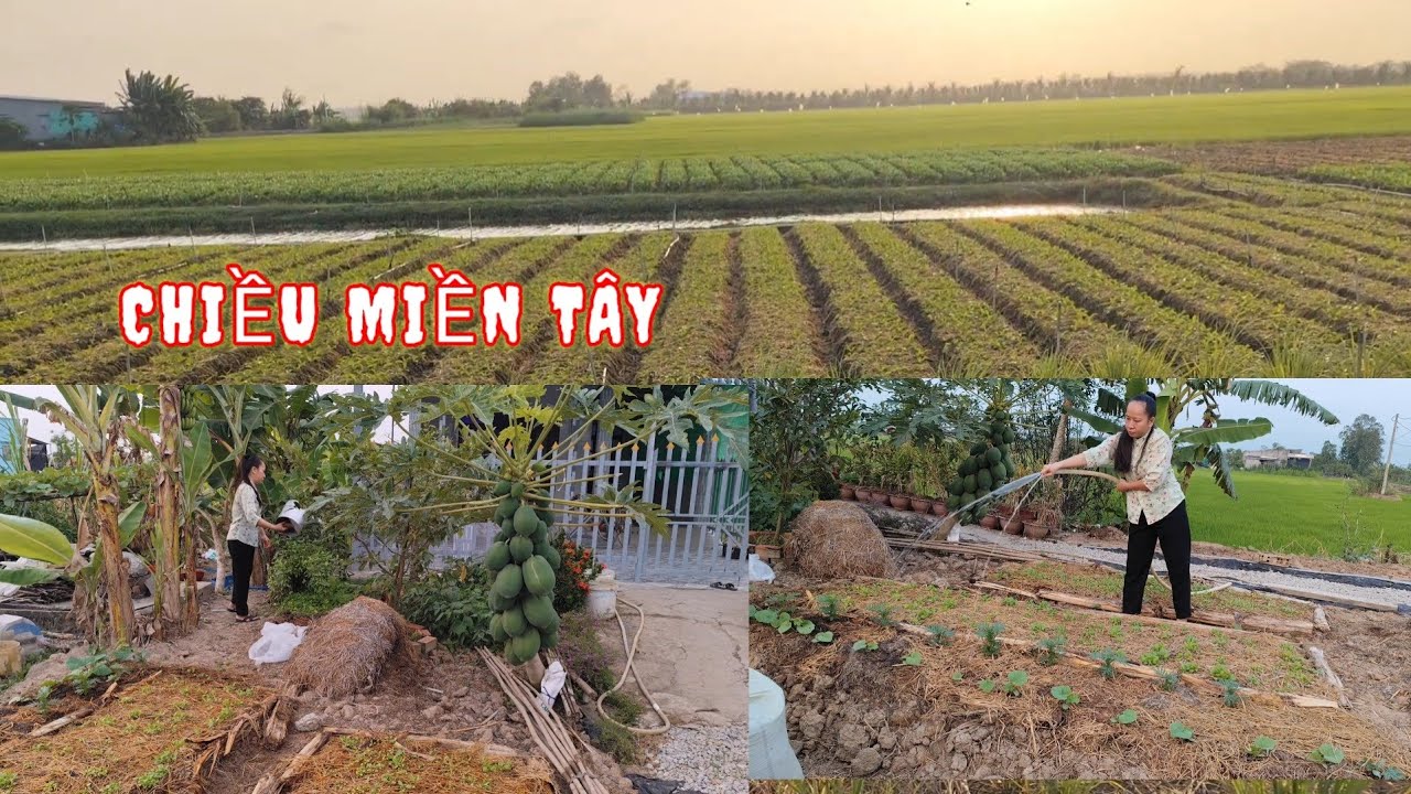 🌿|65| Tan làm về, sống chậm giữa chiều quê miền Tây.