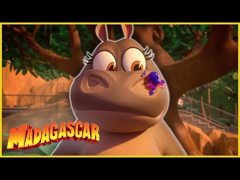 ¡Ser niñera es más difícil de lo que parece! | DreamWorks Madagascar en Español Latino