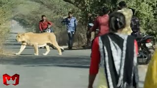 Disini Singa Bebas Berkeliaran!!! Momen Mengerikan Hewan Buas Berkeliaran Di Jalanan Dan Pemukiman