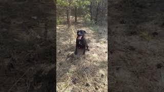 Первый Паттердейл Терьер В Рб