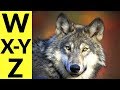 Animals starting with w  x  y  z  learn animal words that start with letters w x y and z