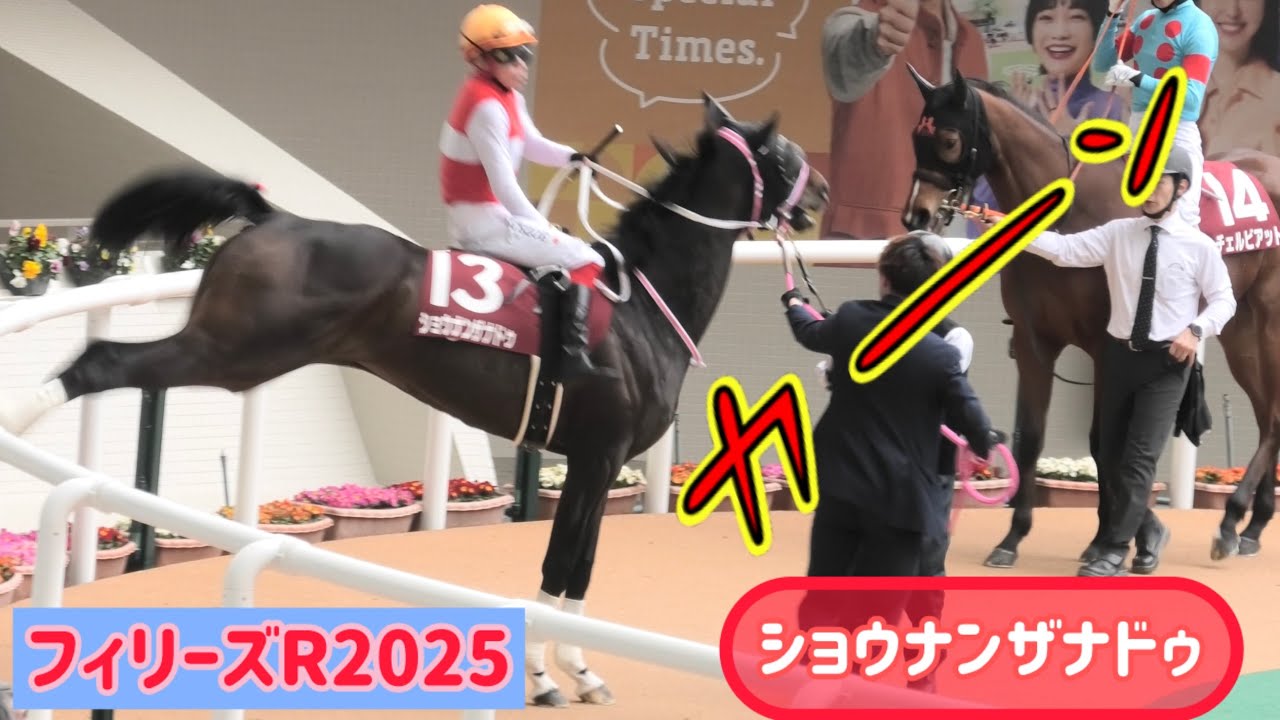 フィリーズR2025】暴れ馬×池添騎手！ショウナンザナドゥちゃんの気合い