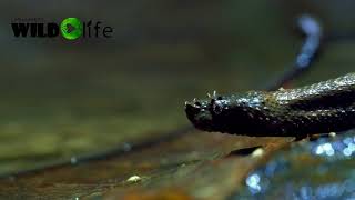 Eyelash Boa, Ecuador, Bilsa