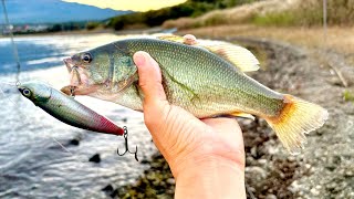 【バス釣り】ブラックバスを3分で釣ってすぐ帰る!【河口湖2025年の最終放流】