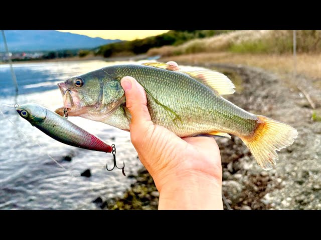 Bass Fishing] Catch a black bass in 3 minutes and go home right
