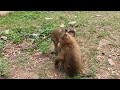 Short-tail and long-tail monkeys in Amber troop playing for fun