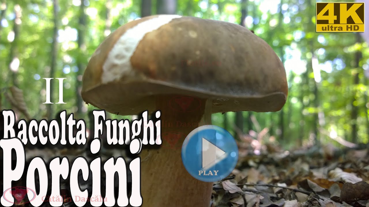 Raccolta funghi porcini 2 2020 video Ultra Hd UHD 4K YouTube