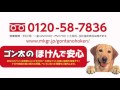 ゴン太の保険で安心