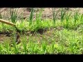 Bird Beak and Bear Claw for hard-packed soil.wmv