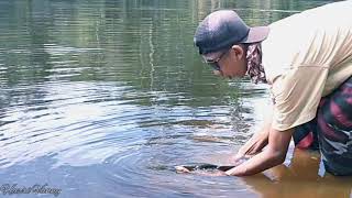 AROWANA GREEN PINO | RELEASE ON CASTING by Hazri Vanny
