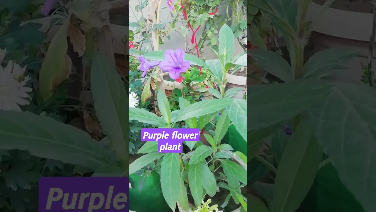 Bellflowers plant 💜💜 