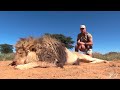 Lance de len en el kalahari sudafricano cortndole la carga al len que adrenalina