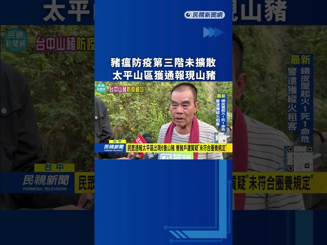 豬瘟防疫第三階未擴散　太平山區獲通報現山豬｜民視新聞｜