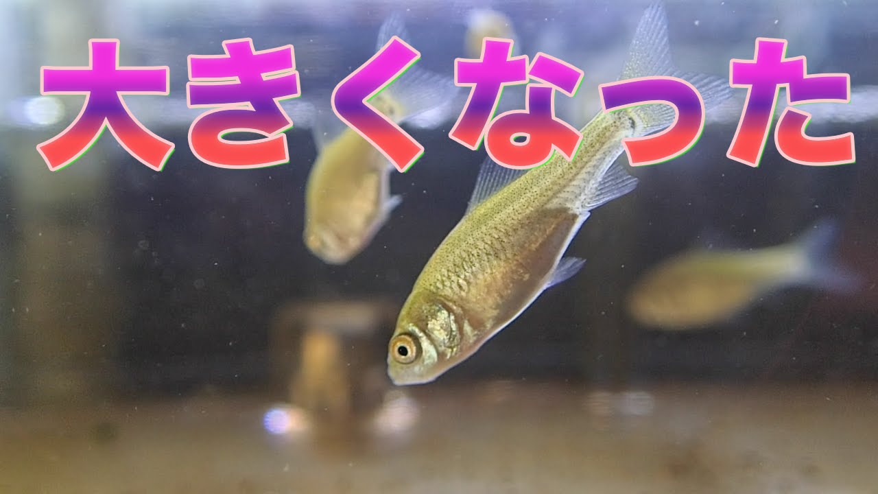 用水路の魚卵を採取して飼育 10日目 30日目 Youtube