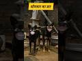 shilpisaroja #comeसोमवार का व्रत #funny #thetharpuns #dy.