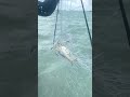 Dapat Kepiting Rajungan Saat Badai Menerjang! #fyp  #viral  #kepitingbesar