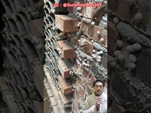 أبو بريص م رب ى صناعي ا تغذية قصيرة فيروسي شورت
