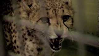 Icon Films Showreel 2012 (Own Music)