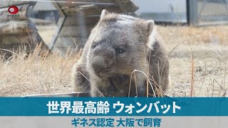 世界最高齢ウォンバット ギネス認定、大阪で飼育