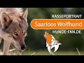 Saarloos Wolfhund [2018] Rasse, Aussehen & Charakter