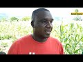 Kenieba reportage exclusif sur le champ de koly sissoko