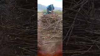 Download Lagu proses muat tebu#ojok sambat# MP3