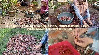 KEGIATAN IRT MENGUPAS, MENJEMUR DAN MEMBELAH BUAH KENARI