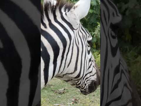 wildlife best scenes