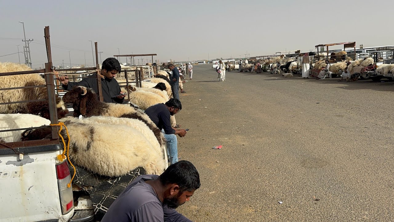 أسعار الحلال بتفريد 🐏قبل رمضان 🔥🔥🔥 استفيدو من المقطع 🔥🇸🇦