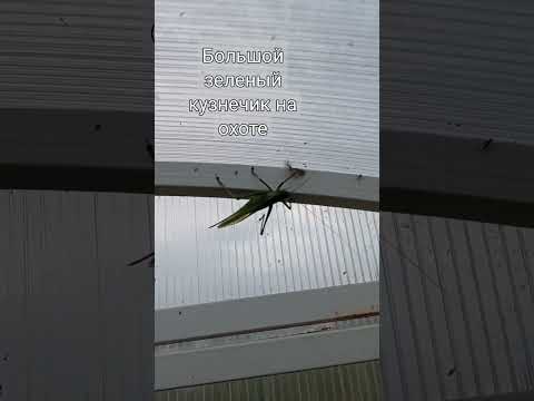 Большой зеленый кузнечик истребитель вредных мелких насекомых 