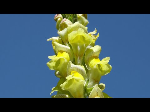 Roman Turovsky Aria Saitenspuren 