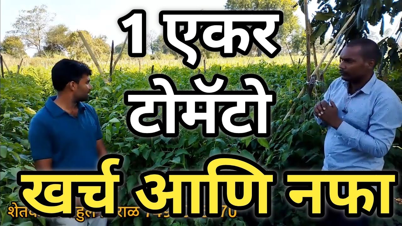 १ एकर टोमॅटो खर्च आणि नफा | टमाटर की खेती | 🍅 Tomato cultivation and management #tomato