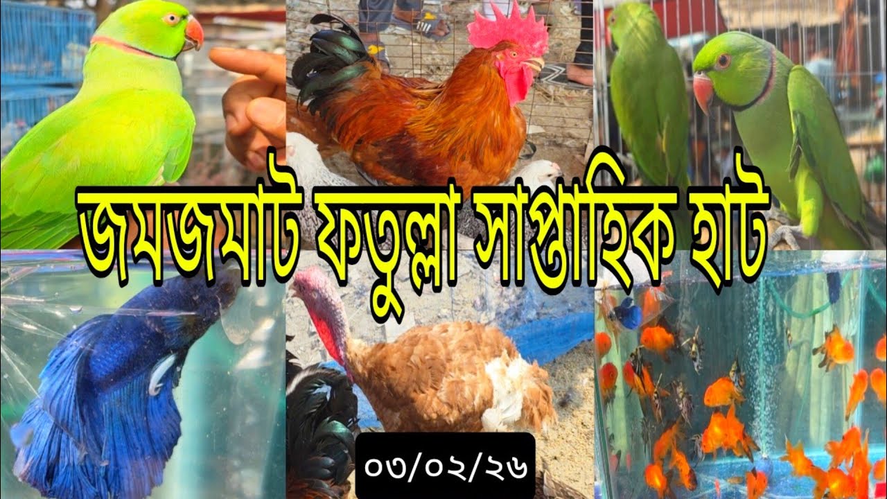 জমজমাট ফতুল্লা সাপ্তাহিক হাট, #মুরগি, #পাখি #হাঁস #parrot 