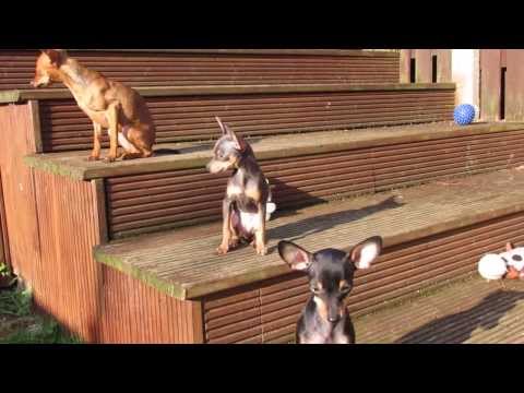 Video: Chihuahua: Rasstandarder