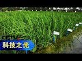 《科技之光·创新一线》 海水稻：在海滩涂边、在盐碱地，水稻能被成功种植吗？ 20181206 | CCTV科教