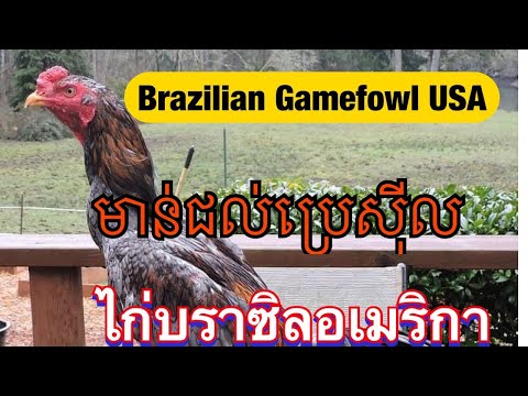 ไก่บราซิลอเมริกา Brazilian Gamefowl USA មាន់ជល់ប្រេស៊ីល