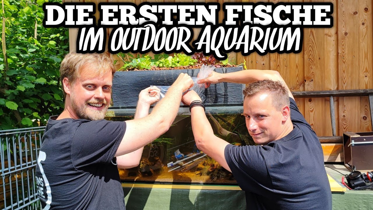 Fische für mein Aquaponik Outdoor Aquarium | feat. @martinsfische