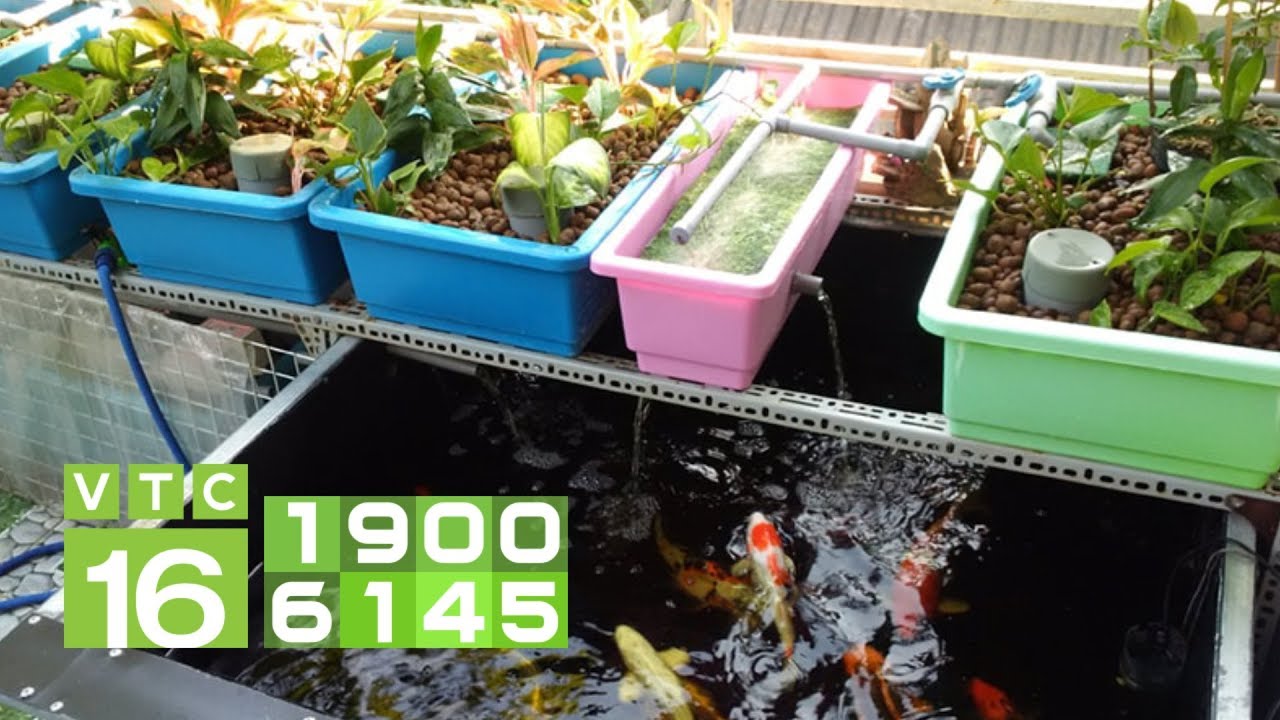 Mô hình Aquaponics Nuôi cá trồng rau ngay sân thượng  VTC16  YouTube