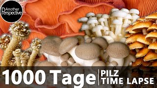 1000 Tage Pilze Fotografieren (Time Lapse EXTREM)