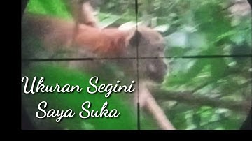 Gila!!! Raja Kera Keluar Dari Sarangnya