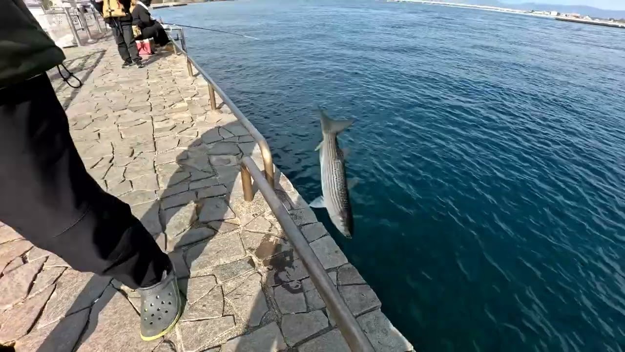 海釣公園　ボラ　フグ　カサゴ釣れています　2026年2月22日