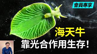 羨慕吧？躺平曬太陽就能生存的動物！綠葉海天牛如何獲得了光合作用的能力？葉綠體到底該怎麼養？【老肉雜談】