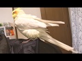 Today's My happy Cockatiel | Just look at preening | オカメインコのカメちゃん 肩の上が好き
