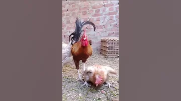ما شاء الله ديك يرفض التكسير علي جدته ديك تقي The Rooster Refuses To Mate With His Grandmother 