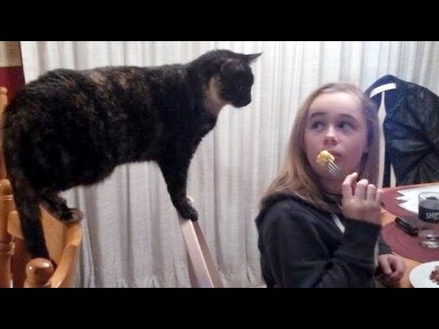 The IMPOSSIBLE TRY NOT TO LAUGH challenge - Best FUNNY ANIMAL compilation