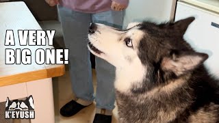 Husky Starts The Morning By Arguing With My Mum!