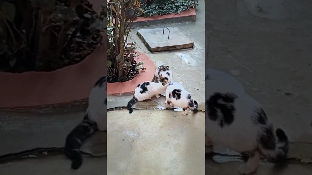 Cat Family Love 💕 at Mawas Residence Siaya County 🇰🇪 